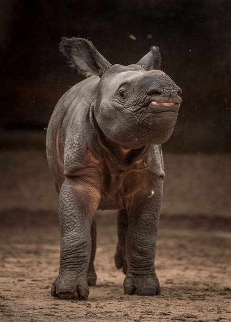 greater  horned rhino born  chester zoo zooborns