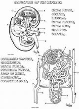 Coloring Anatomy Pages Kidney System Urinary Nephron Human Physiology Book Biology Renal Nursing Structure Corner Printable Sheet Worksheet Biologycorner Sheets sketch template
