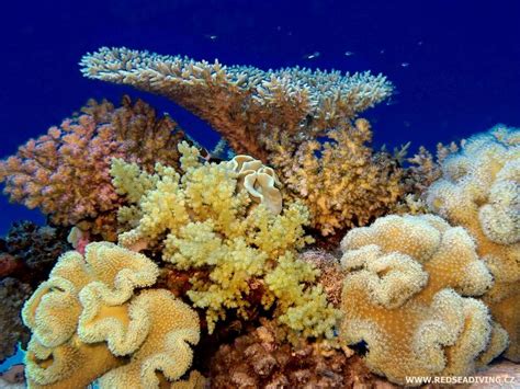 jsou  korali atlas koralu rudeho  potapeni hurghada