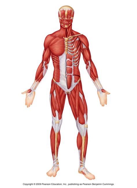 muscles   body unlabeled modernhealcom
