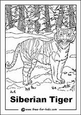Tiger Siberian Colouring Coloring Animals Pages Rainforest Books Kids Endangered Choose Board sketch template