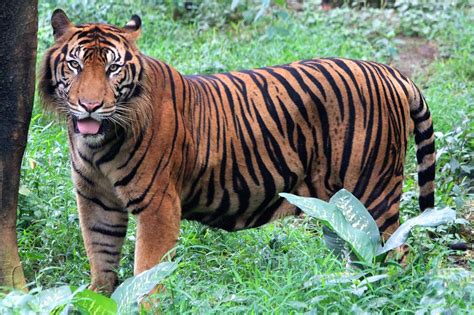 sumatran tiger photo brown sumatran tiger