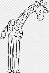 Giraffe Jerapah Mewarnai Jirafa Hewan Bebe Recuerdos Embarazo Libros Bebé sketch template