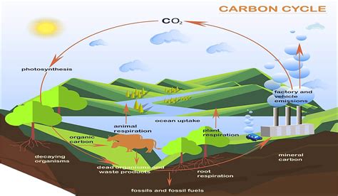 diagram  carbon cycle