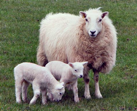 photo sheep  lamb animal farm flock   jooinn