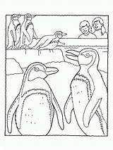 Pinguin Ausmalbilder Penguins Library Habitat sketch template