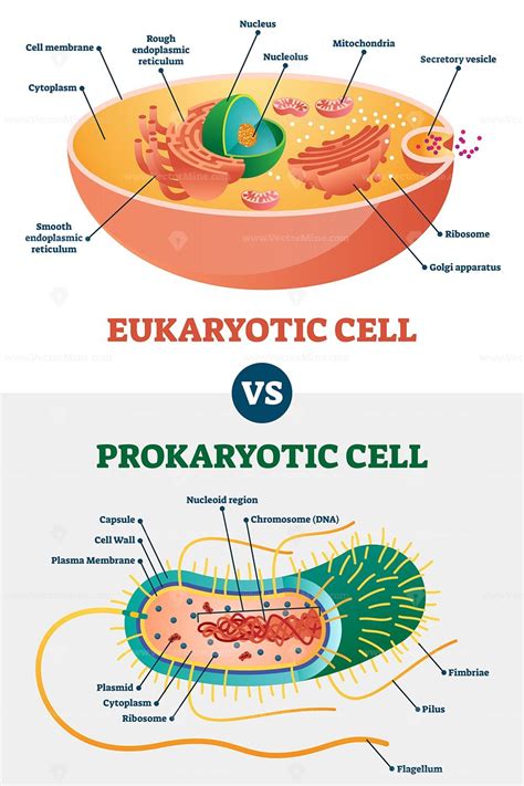 eukaryotic  prokaryotic cells educational biology vector