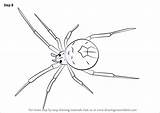 Spider Drawing Draw Redback Step Sketch Arachnids Realistic Beautiful Tutorials Drawingtutorials101 sketch template