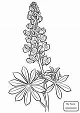 Coloring Lupine Bluebonnet Drawing Pages Lupin Flower Blue Bonnet Printable Drawings Line Supercoloring Flowers Getdrawings Draw Select Crafts Category Tattoo sketch template