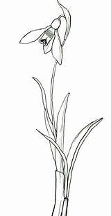 Tattoo Snowdrop Stylised Snowdrops Gladiolus sketch template