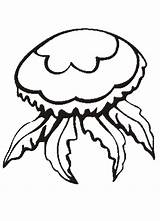 Jellyfish Colorat Meduza Desene Meduze Planse Coloringhome Amfibieni sketch template