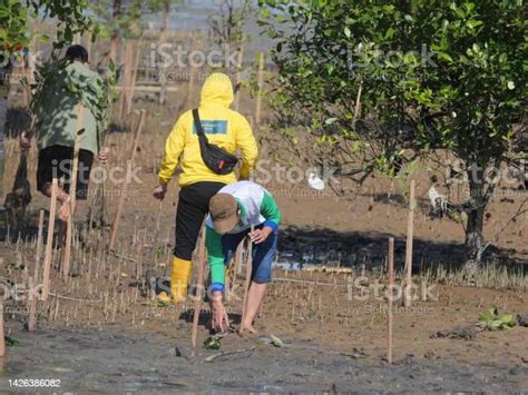 relawan bergabung bersama dan menanam pohon muda di lumpur dalam proyek