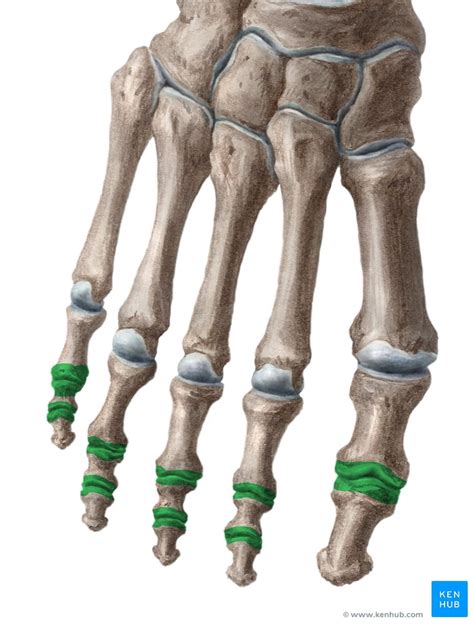 interphalangeal joints   foot anatomy  function kenhub