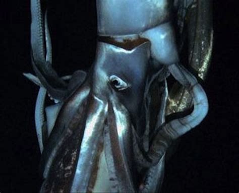 giant squid footage is actually of a giant squid and it s