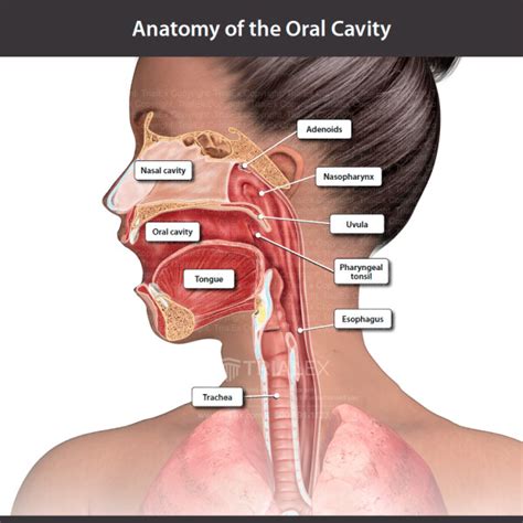 anatomy of the oral cavity trialexhibits inc