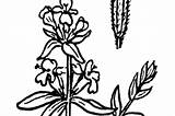 Hyssop Plant Clipartmag sketch template
