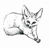 Fox Coloring Pages Desert Draw Baby Arctic Drawing Cute Clipart Animal Fennec Clip Getdrawings Netart Library Cliparts sketch template