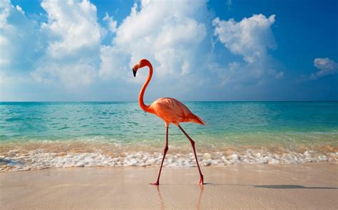 elegant flamingo   beach
