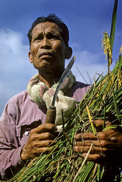 rice farmer in philippines photograph by carl purcell