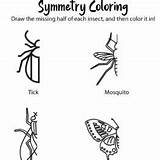 Symmetry Insect sketch template