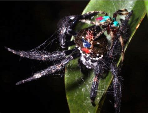 these male spiders seem to perform oral sex to relax females and avoid
