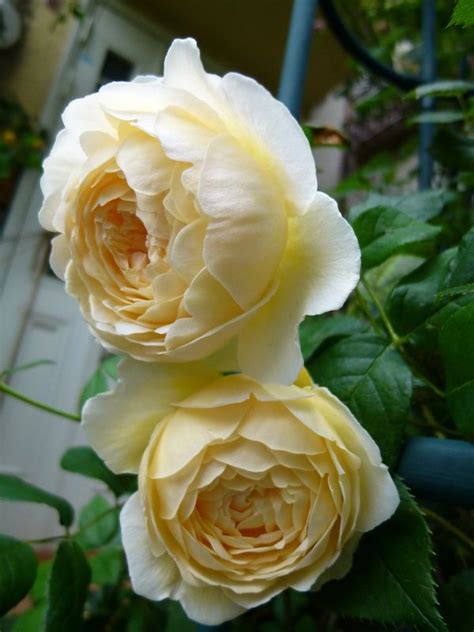 claire austin rose photo beautiful flowers rose david austin roses