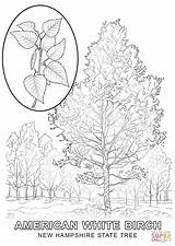 Hampshire Coloring Tree State Birch Jersey Pages Drawing Getcolorings Paper Color sketch template