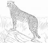 Cheetah Coloring Pages Running Realistic Getcolorings Cheeta sketch template