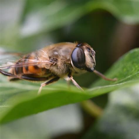drone bee  karin van ham bee images bee photo drone bee
