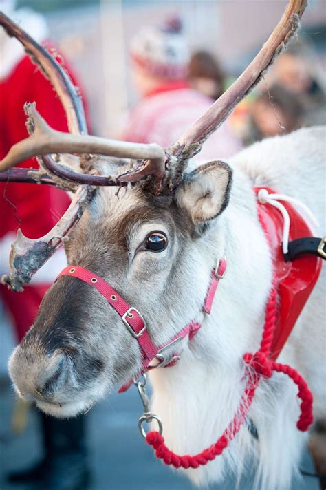 santa  reindeer   town  elgin bid christmas lights