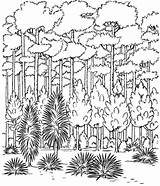 Wald Malvorlagen Regenwald Malvorlage Natur Rainforest лес раскраска Trees раскраски деревья Sketchite Wundervoller sketch template