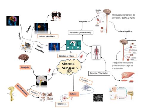 mapa mental del sistema nervioso docsity
