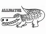 Alligator Coloring Pages Crocodile Drawing Printable Outline Alligators Florida Cute Color Print Kids Gators Line Gator Book Toddlers Getdrawings Names sketch template