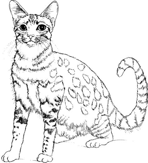 realistic big cat coloring pages pic lard