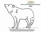 Wolf Coloring Wolves Fighting Drawing Book Pages Color Kids Cub Scout Scouts Paintingvalley Science Red Visit Unit sketch template