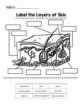 Layers Tpt sketch template