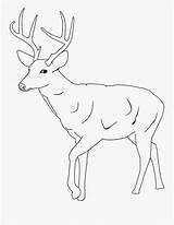 Mule Whitetail sketch template
