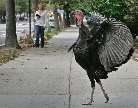 the weirdest incidents involving wild turkeys this week funny turkey