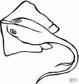 Stingray Ikan Colorir Arraia Sketsa Mantarraya Pari Raie Pesce Coloriage Spada Poisson Coloringbay Sindunesia Imprimir Ciri Kepala Coloringall sketch template