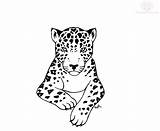 Jaguar Jaguars sketch template