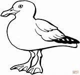 Coloring Gull California Pages Seagull sketch template