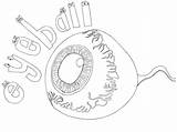 Eyeball Halloween Colouring Sheet Different Does Why Look sketch template