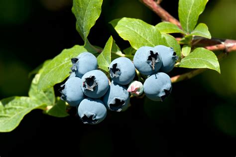 blueberry bush seed propagation   grow blueberries  seeds