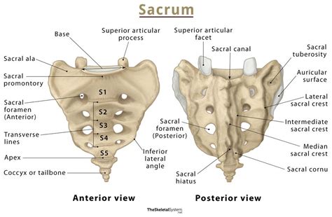 sacrum anatomy location functions labeled diagram