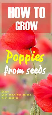 womens  poppy seeds   grow poppies  seed