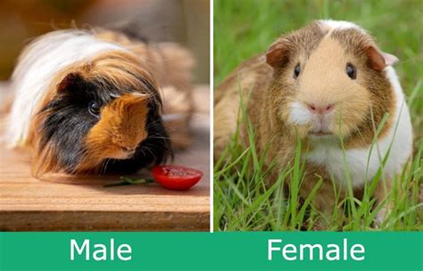 male  female guinea pig visual differences  pictures pet