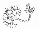Neuron Motor Nerve Cell Template Coloring sketch template