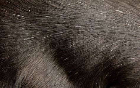 black dog fur  background stock image colourbox