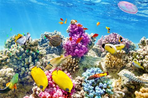 tropical coral reef  wallpapers top  tropical coral reef