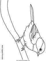 Vogel Malvorlage Uccelli Spatz Ausmalbild Vögel Ausmalen Animali Verschiedene Gratismalvorlagen Ando Coloringpagebook sketch template